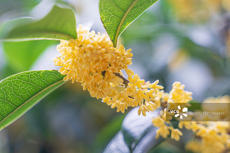 桂花 花 香 黄色 树 秋天 八月图片素材