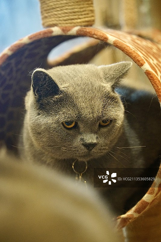 蓝猫的面部特写图片素材