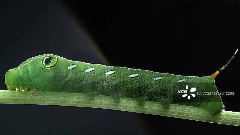 天蛾幼虫-2图片素材