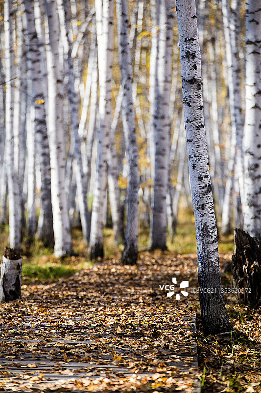 额尔古纳白桦林图片素材