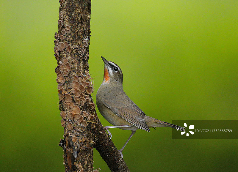 长着小蘑菇树干上的红喉歌鸲图片素材