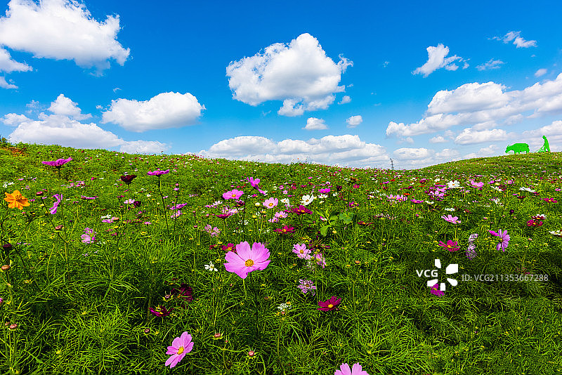 蓝天花海图片素材