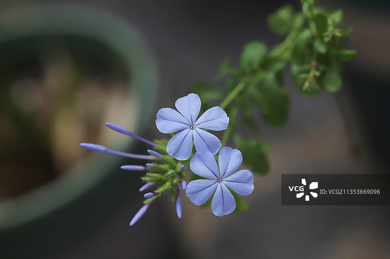 蓝雪花图片素材