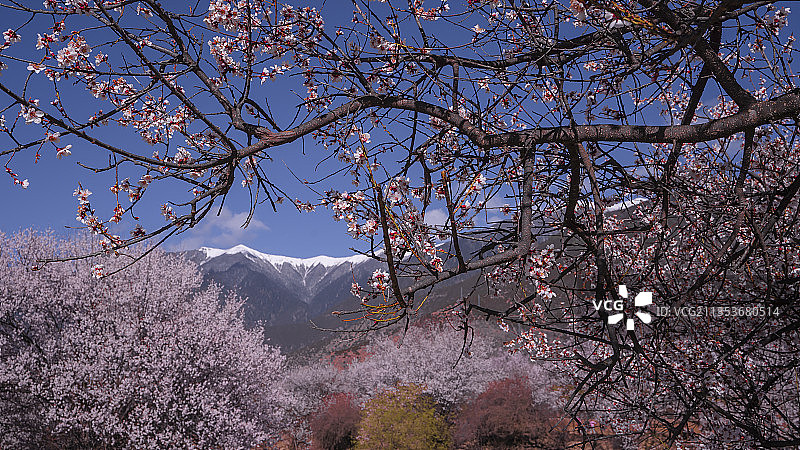 三月的林芝图片素材