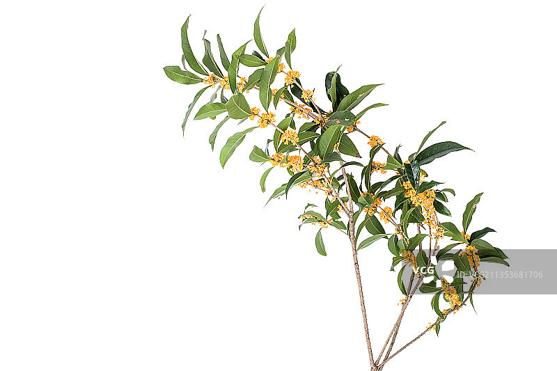 白背景上的金色丹桂桂花图片素材