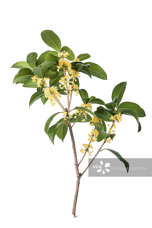 白背景上的金桂桂花图片素材