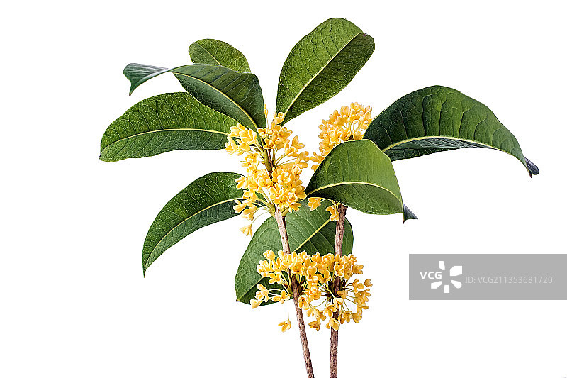 白背景上的金桂桂花图片素材