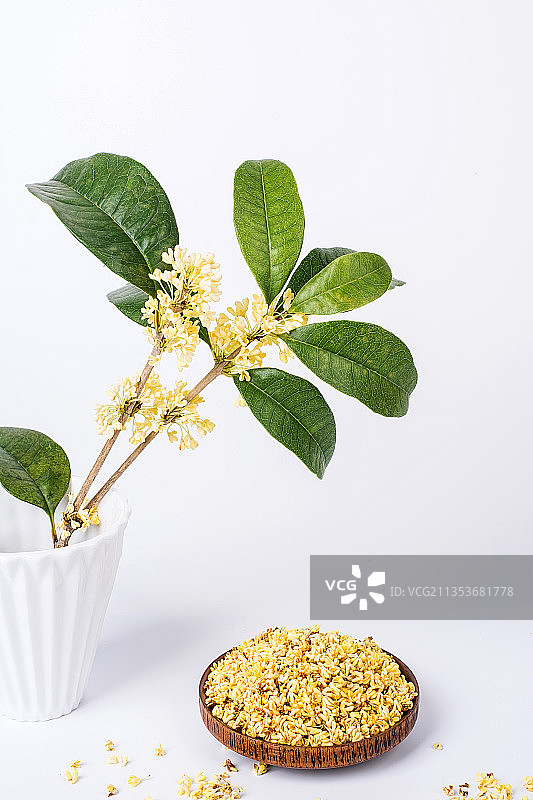 秋天采摘的新鲜金桂花图片素材