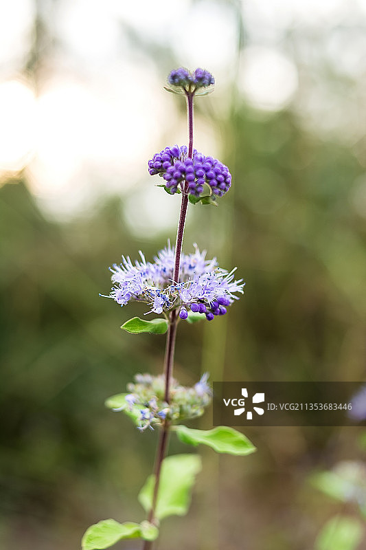 兰香草中草药背景素材图片素材