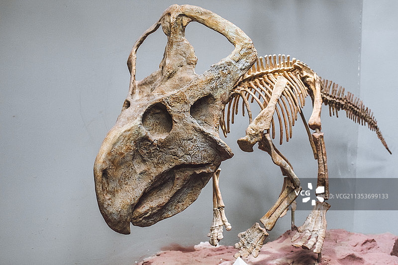 角龙化石图片素材