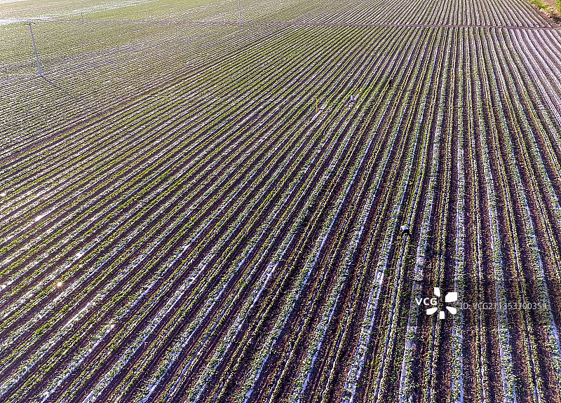 航拍地膜覆盖的红薯地图片素材