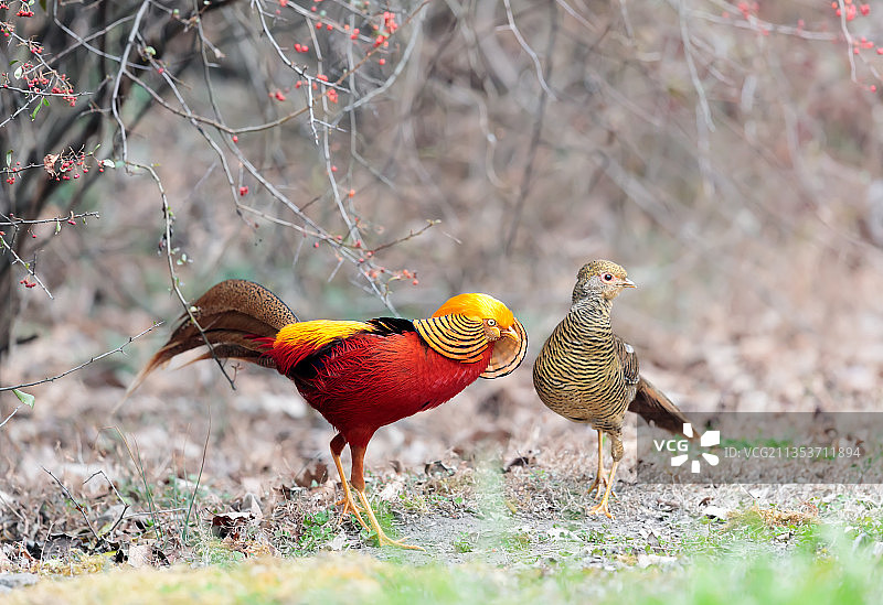 红腹锦鸡《柔情蜜意》图片素材