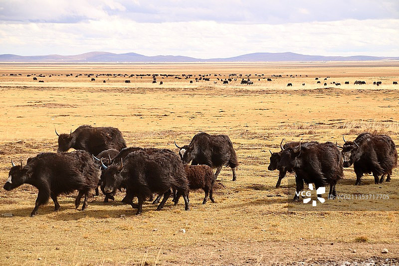 若尔盖草原上撒满遍地的黑珍珠！图片素材