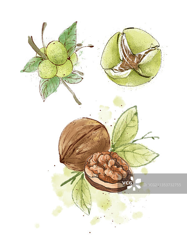 核桃组图片素材