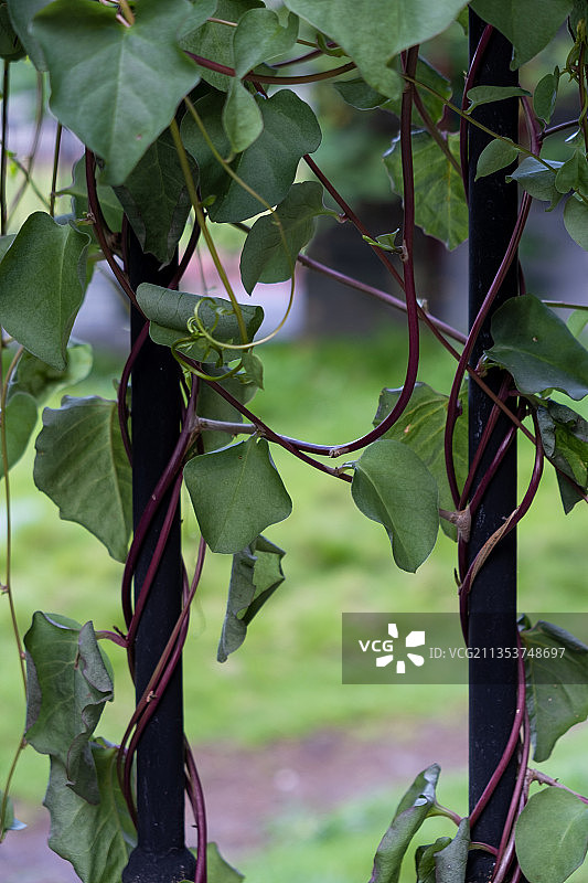 绿色藤蔓图片素材