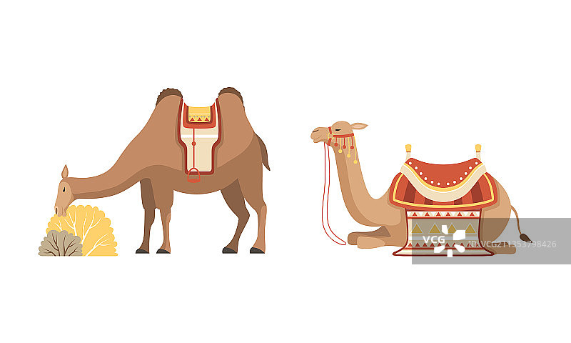 驯养的沙漠篷车动物图片素材