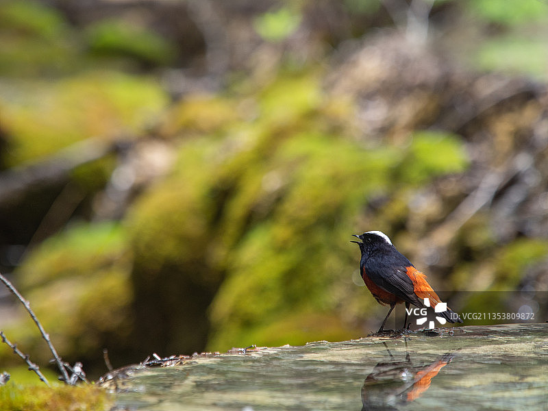 黄龙风景区 盆景池 红尾鸲图片素材
