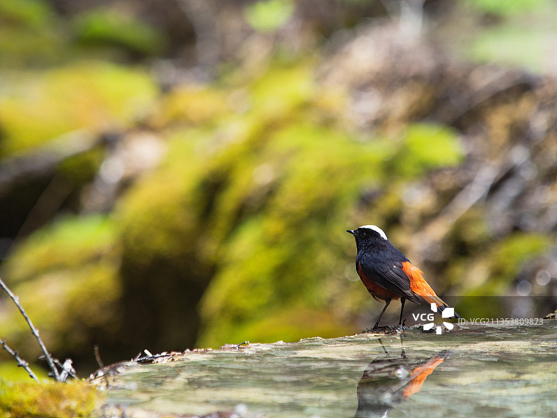 黄龙风景区 盆景池 红尾鸲图片素材