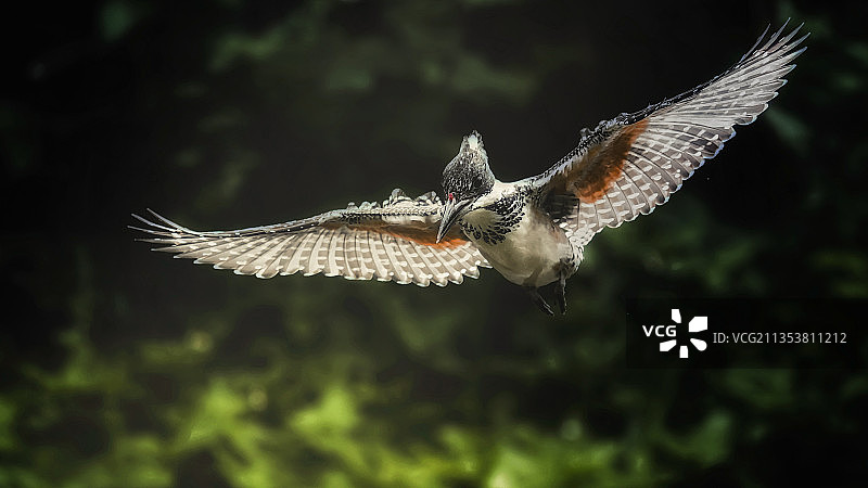 斑鱼狗图片素材