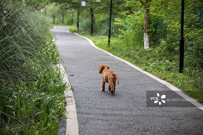 宠物狗图片素材
