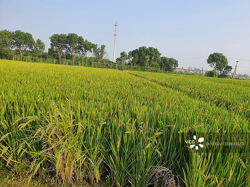 农业田顶天景观图片素材