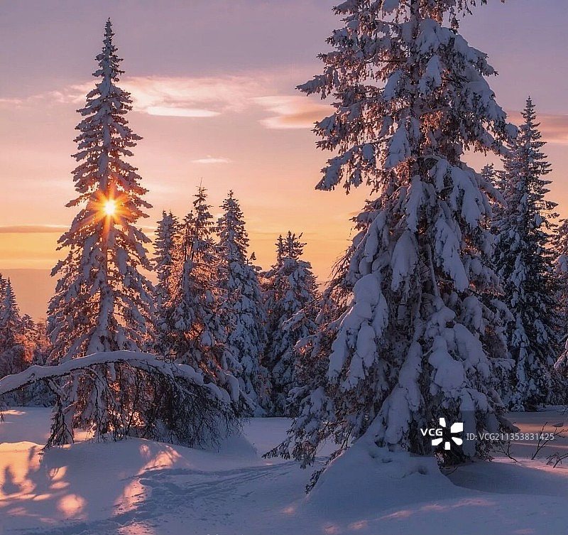 日落时白雪皑皑的土地上的树木图片素材