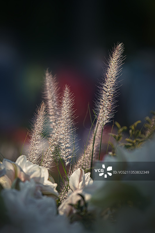 狼尾草图片素材