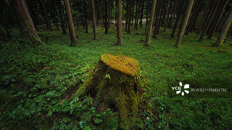 森林之心图片素材