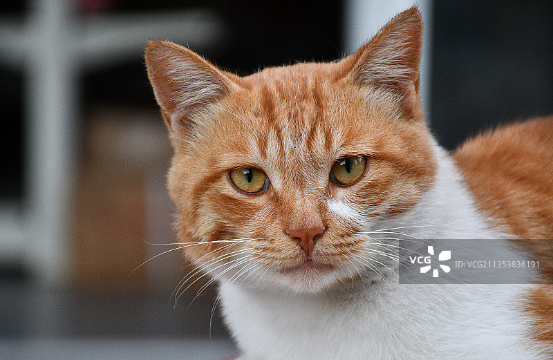 全村最好看的猫图片素材