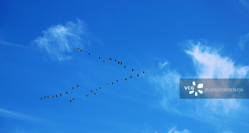 雁北飞图片素材