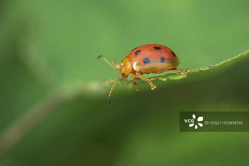 绿叶上爬行的十星瓢虫Ten star ladybug图片素材