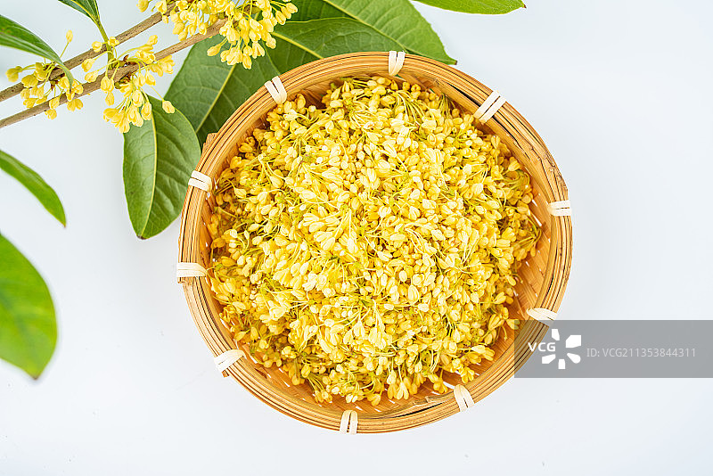 秋天采摘的新鲜桂花图片素材