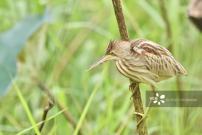 黄苇鳽捕猎图片素材