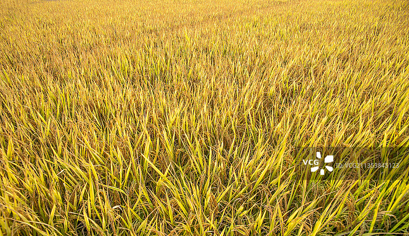 秋季金黄色稻田背景素材图片素材
