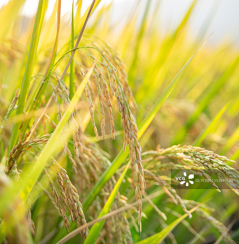 秋季稻谷压弯的稻穗图片素材