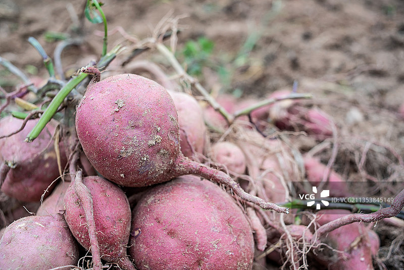 秋天丰收的红薯，田地上一堆新鲜挖的红薯图片素材