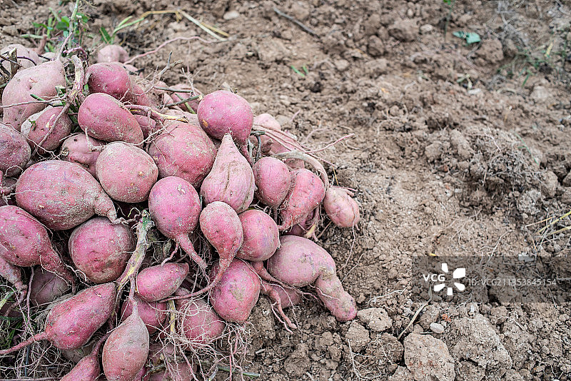 秋天丰收的红薯，田地上一堆新鲜挖的红薯图片素材