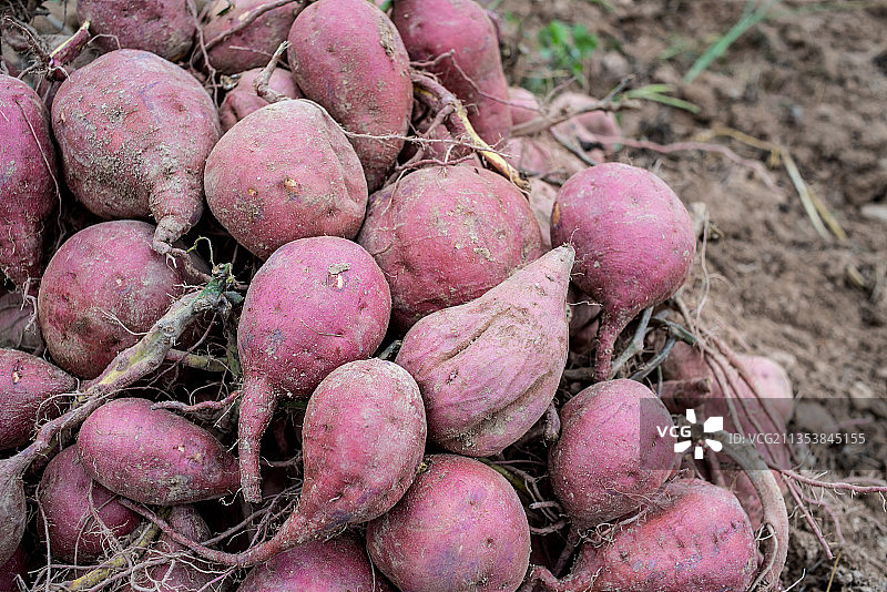 秋天丰收的红薯，田地上一堆新鲜挖的红薯图片素材