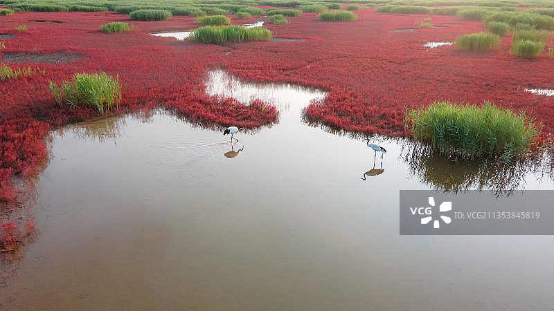 红色海洋～盘锦红海滩图片素材
