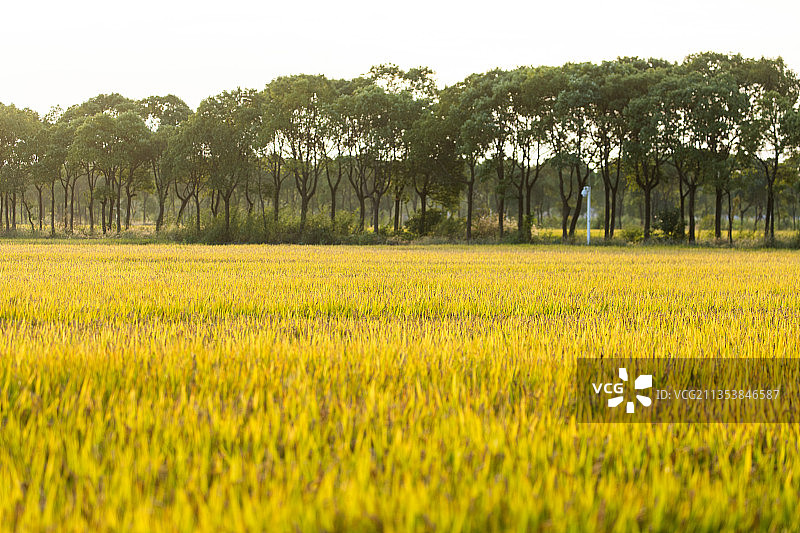 华西村水稻示范田朝阳早晨无人机拍摄特写图片素材