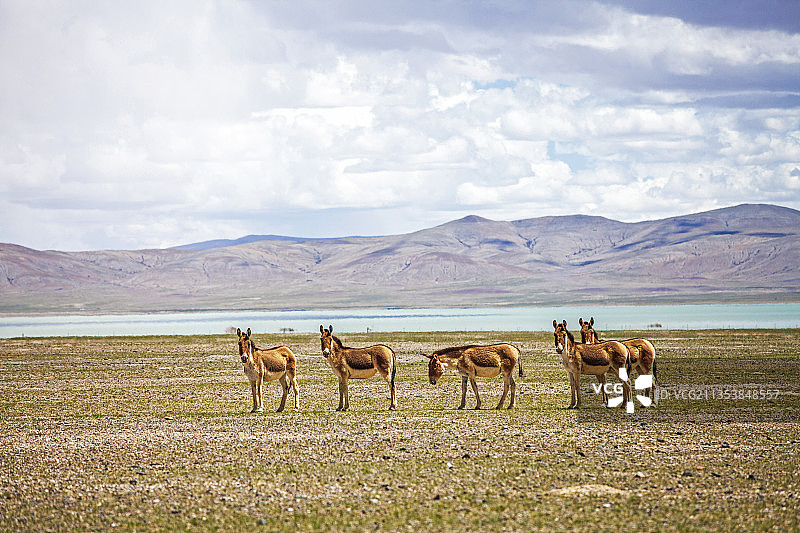 野驴家族图片素材