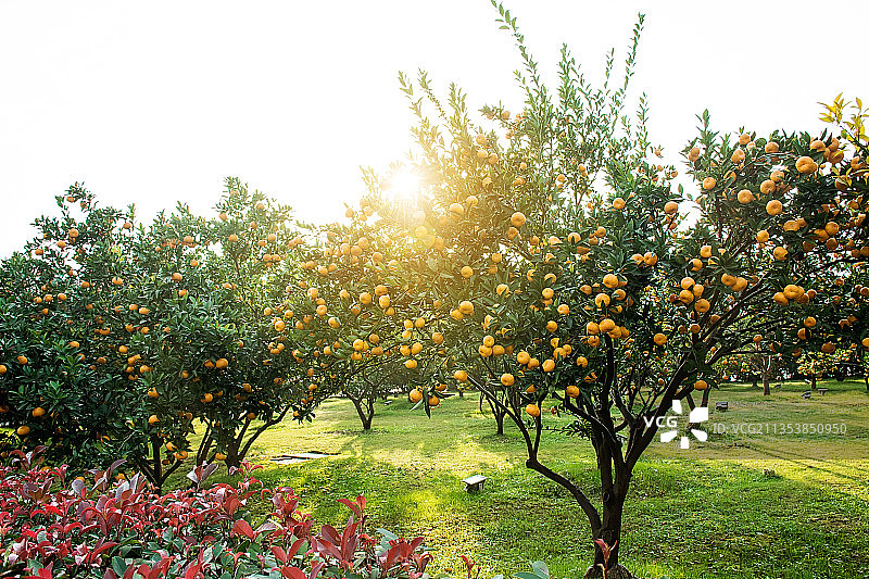 湖南长沙橘子洲的橘子果园图片素材