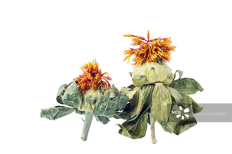 中草药材红花图片素材