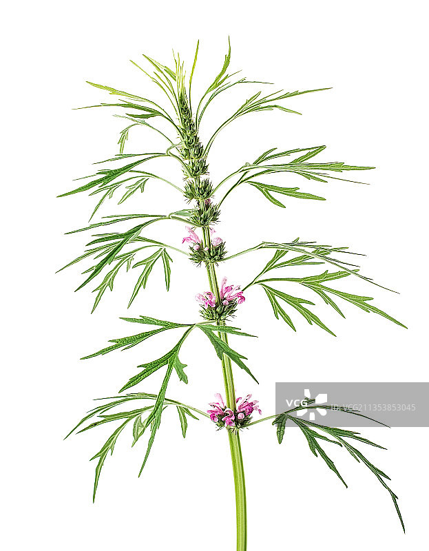 中草药新鲜益母草图片素材