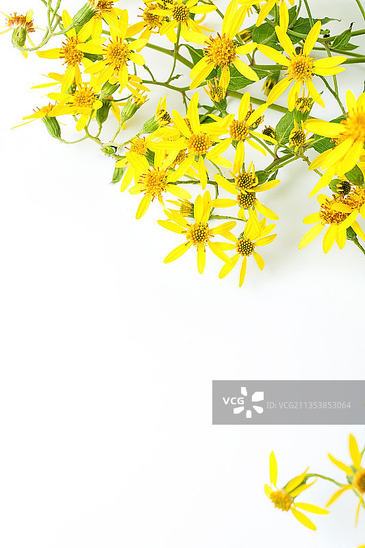 美丽的菊科小黄花，林荫千里光图片素材