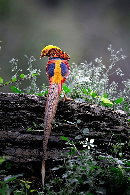 深秋的红腹锦鸡图片素材