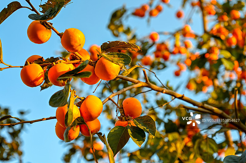 秋天丰收季节柿子树枝头硕果累累挂满红柿子图片素材