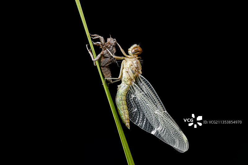 羽化中的蜻蜓图片素材