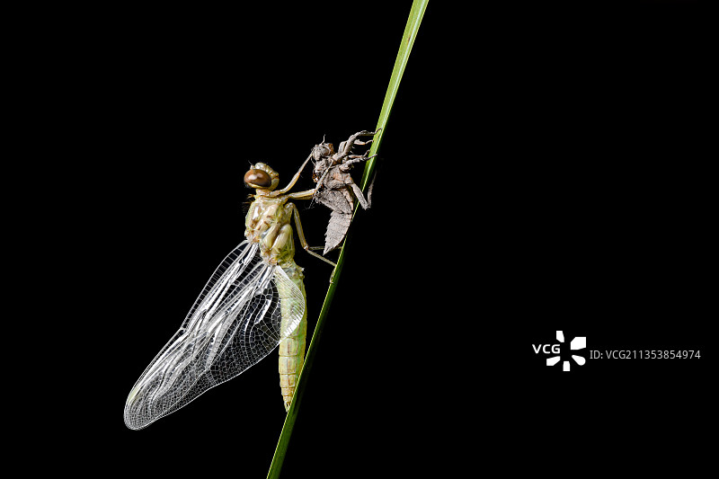 羽化的蜻蜓图片素材