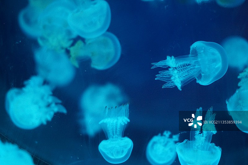 水母在海里游泳的镜头 摄于温州极地海洋世界图片素材